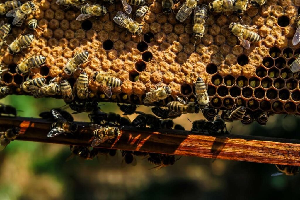 Honey bees - Image by Pexels from Pixabay