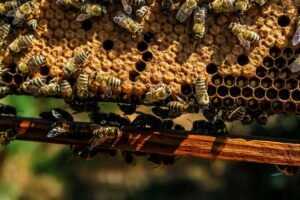 Brussels approves new geographical indications from France, Hungary, Italy, Spain and Romania Honey bees - Image by Pexels from Pixabay