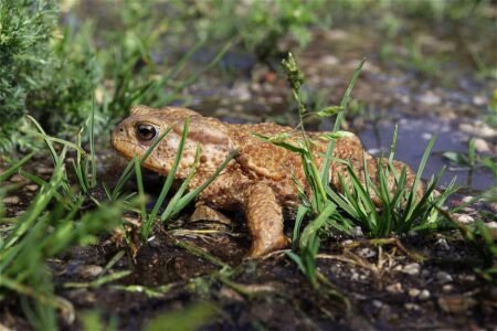 Common toad - Image by Franz W. from Pixabay
