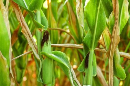 EU bodies strike provisional agreement on new genomic techniques for plants Corn - Image by Stephanie Bertot-Molion from Pixabay