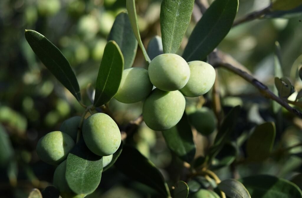 Olives - Image by Marco Centenaro from Pixabay