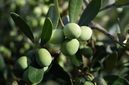 Olives - Image by Marco Centenaro from Pixabay