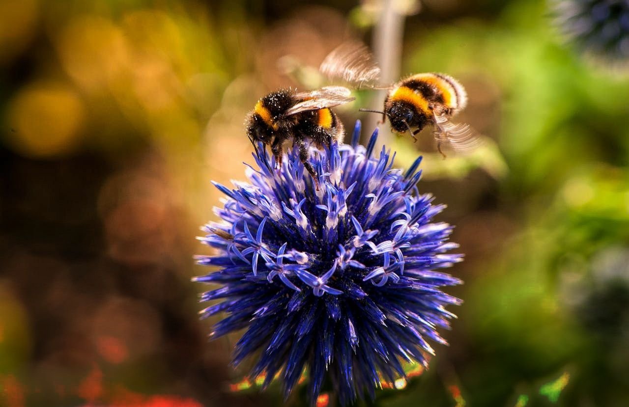 Good progress on biodiversity, swifter action needed: EU report - EUbusiness.com | EU news, business and politics