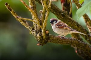 House sparrow - Photo by Alexas Fotos on Pexels