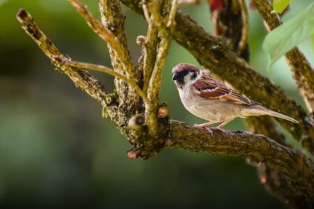 House sparrow - Photo by Alexas Fotos on Pexels