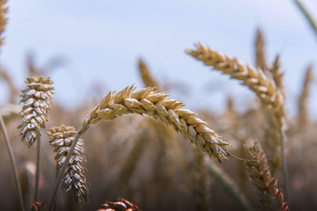 Wheat seeds - Image by Rudi Arlt from Pixabay