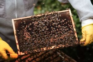 Beekeeping - Photo by Anete Lusina on Pexels