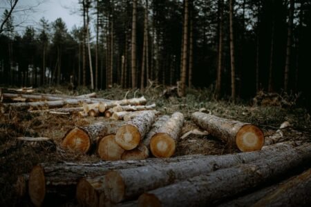 Deforestation - Photo by Annie Spratt on Unsplash
