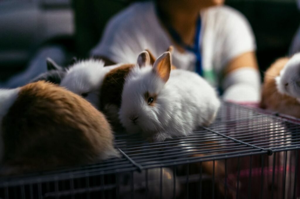 Animal testing - Photo by wu yi on Unsplash