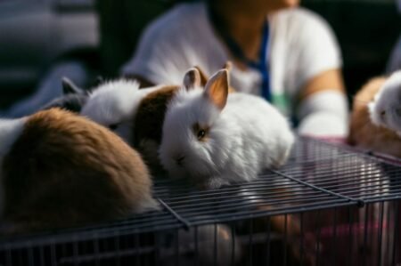 EU unveils roadmap to phasing out animal testing Animal testing - Photo by wu yi on Unsplash
