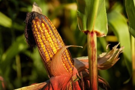 European Parliament urged to stop patents on natural gene variants Maize - Image by Couleur from Pixabay