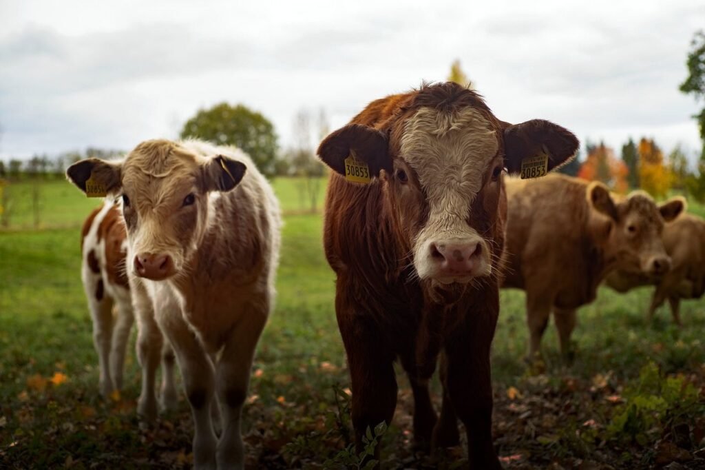 Cows farming - agriculture - Image by René Schindler from Pixabay