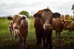 EU protein and livestock package: robust and diversified protein value chains are key for a competitive and resilient agri-food system Cows farming - agriculture - Image by René Schindler from Pixabay