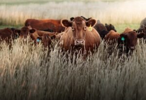 Commission presents new strategy to support EU livestock sector Farm livestock - Image by Caden Calise on Pexels