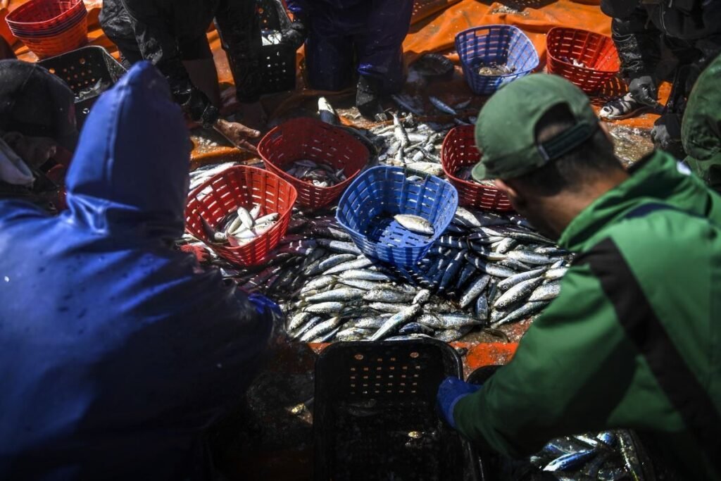 Fishermen separating the different types of fish caught- Photo © European Union 2019