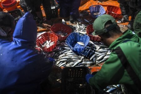 EU Council reaches agreement on 2027 fishing quotas for Baltic Sea Fishermen separating the different types of fish caught - Photo © European Union 2019