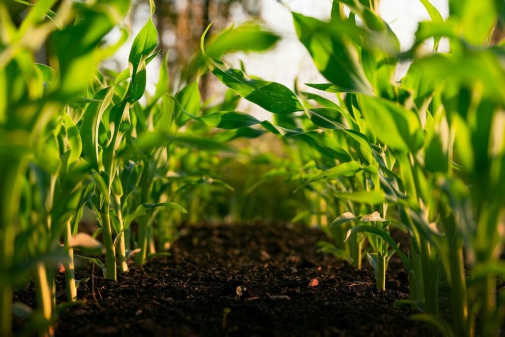 Organic farming - Photo by Steven Weeks on Unsplash