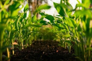 EU Council and Parliament strike deal to update rules on organic farming Organic farming - Photo by Steven Weeks on Unsplash