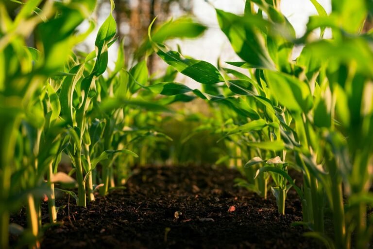 Organic farming - Photo by Steven Weeks on Unsplash
